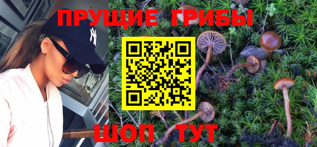 где купить наркотик  Вход с VPN  Луга  Псилоцибиновые грибы GOLDEN TEACHER 